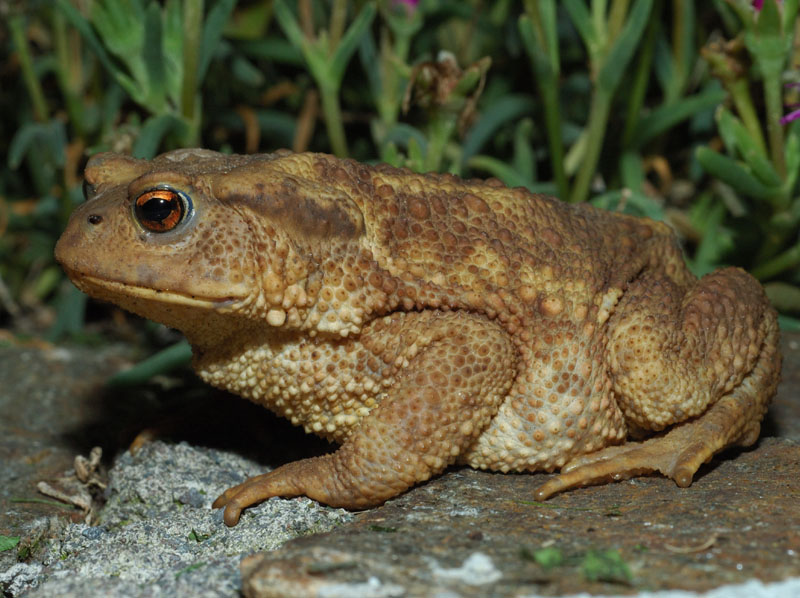 Bufo bufo